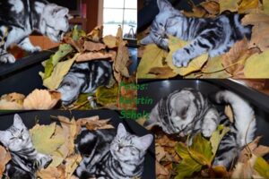 Shorthair tabby cats 5 blätter